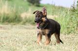 BERGER ALLEMAND 770